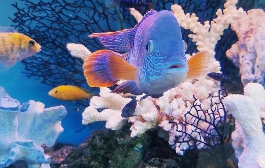 tropical fish in sea as metaphor for belonging