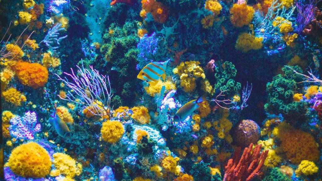 A coral reef with tropical fish as a metaphor for an organisation and the concept of belonging at work