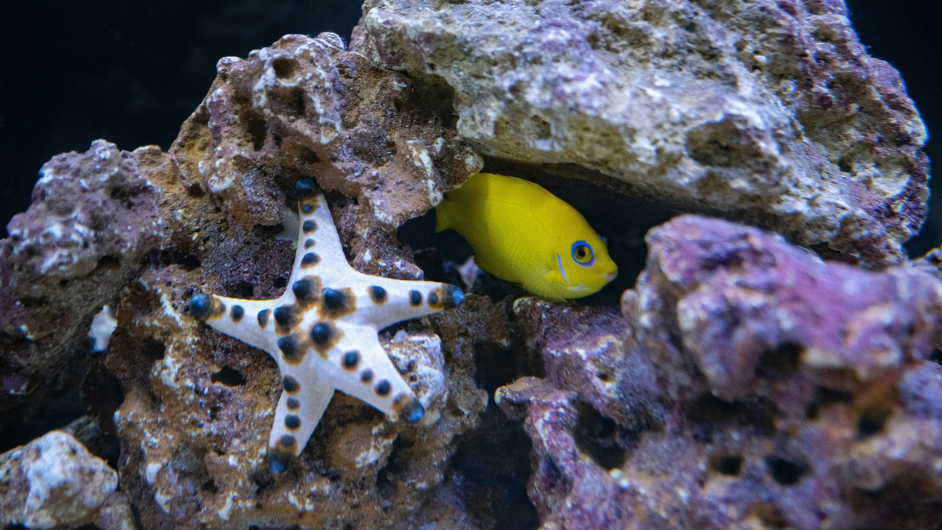 A tropical fish hiding in a coral reef as a metaphor for the concept of belonging as action