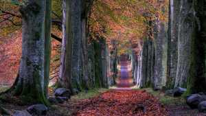 Vertical development leadership road