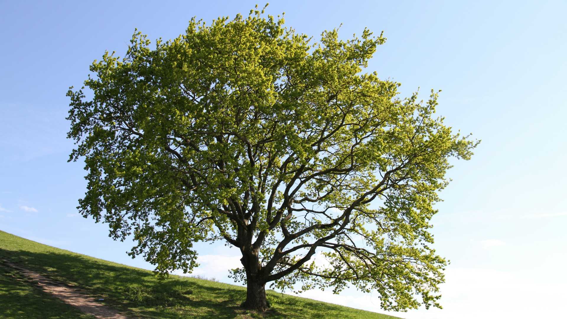 Vertical development leadership tree on a hill