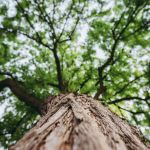 Vertical leadership development image of a tree trunk