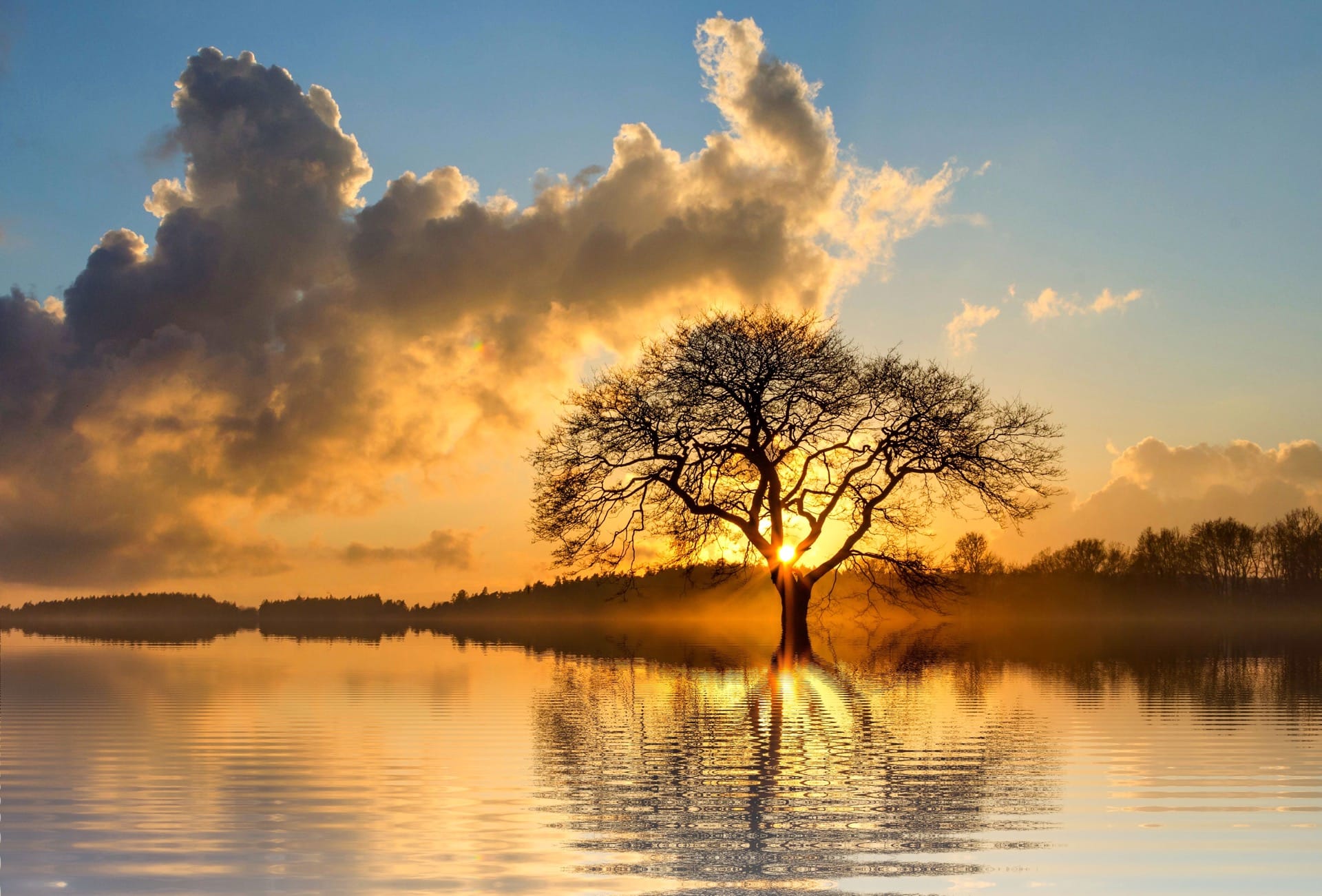 Tree reflected in water as metaphor for unbound leadership approach to vertical development
